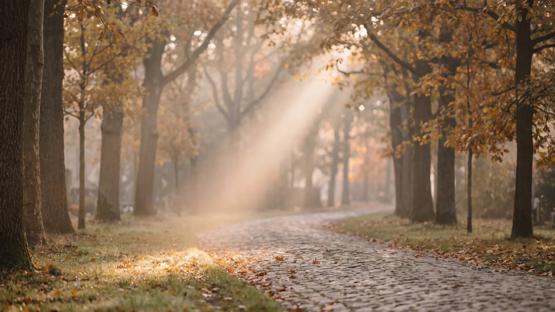 Chemin paisible bordé d'arbres dans un cimetière bruxellois en lumière douce de fin d'après-midi, image d'apaisement entre les deux choix possibles.